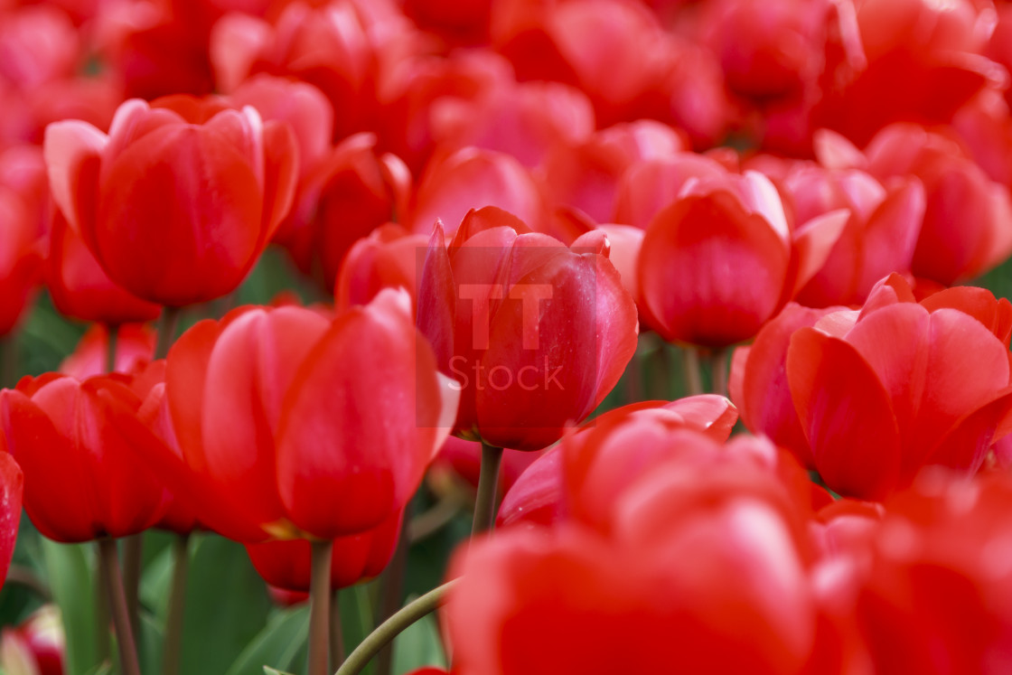 "Array of red tulips" stock image