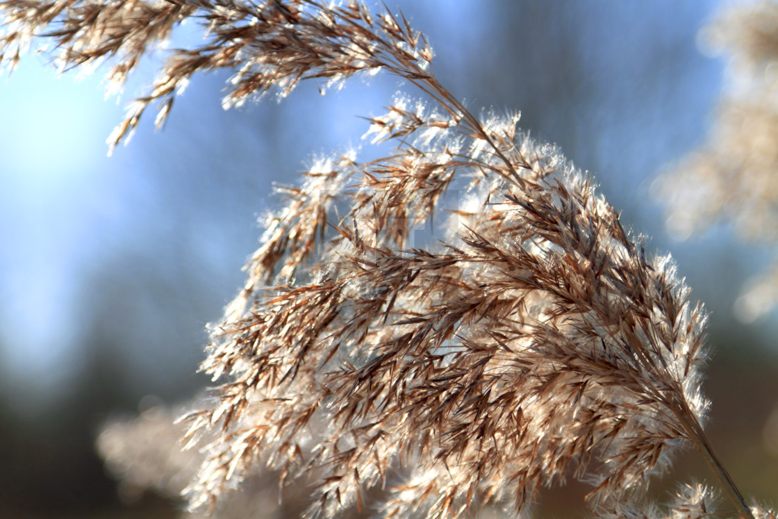 "Close up of tall winter grass" stock image