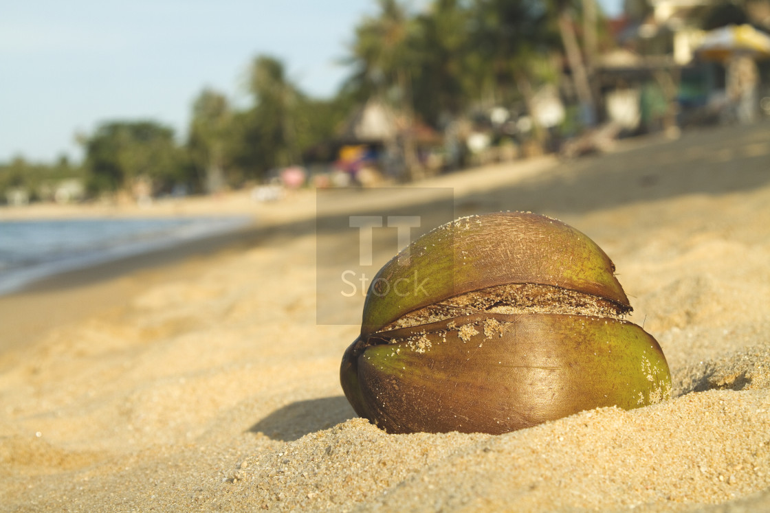 "Close up of a coconut on the beach" stock image