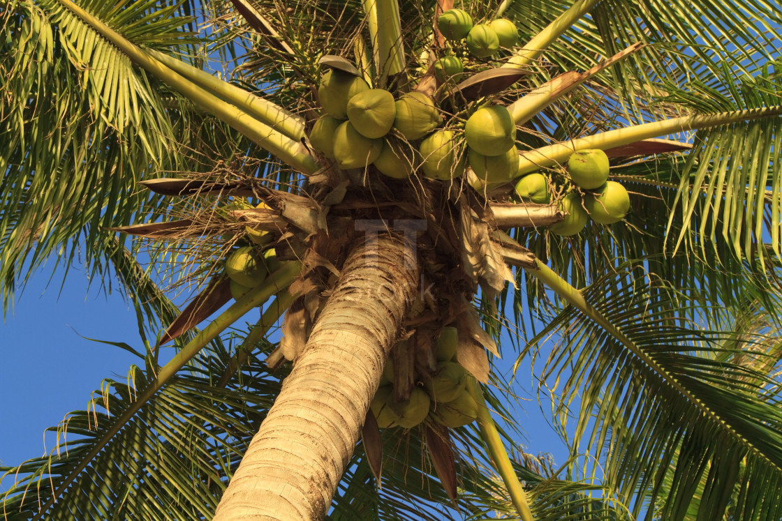 "Coconuts hanging on a palm tree" stock image