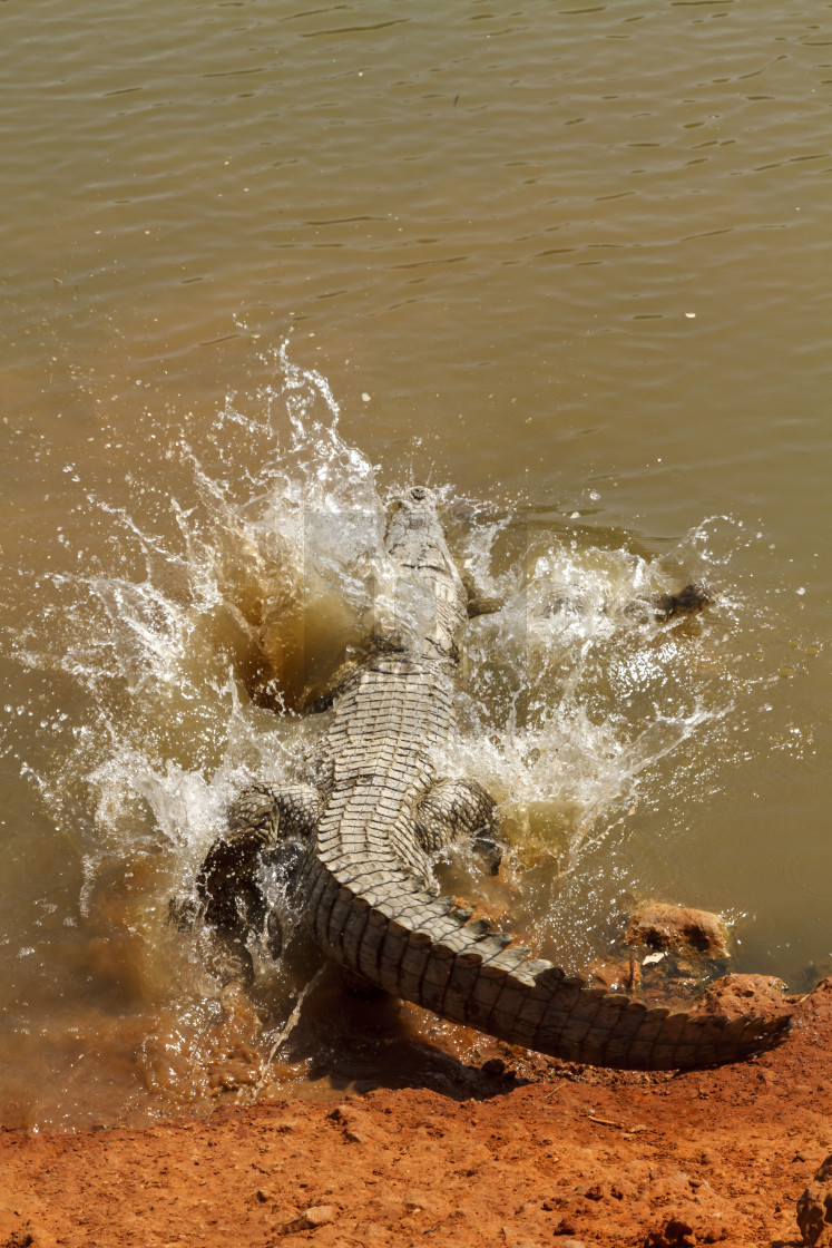 "Alligator entering the water with a splash." stock image