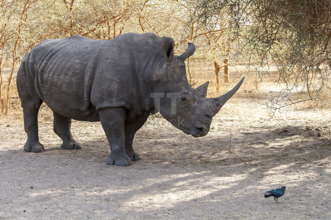 "Wild rhino in Africa" stock image