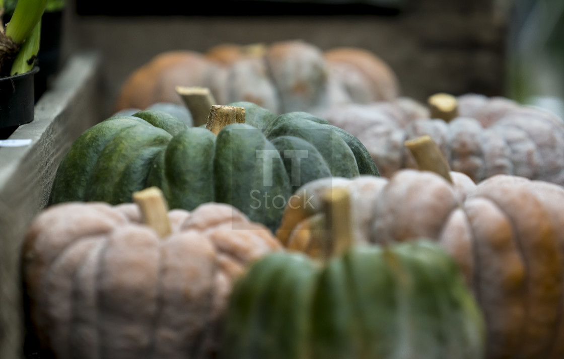 "Pumpkin on display 1" stock image