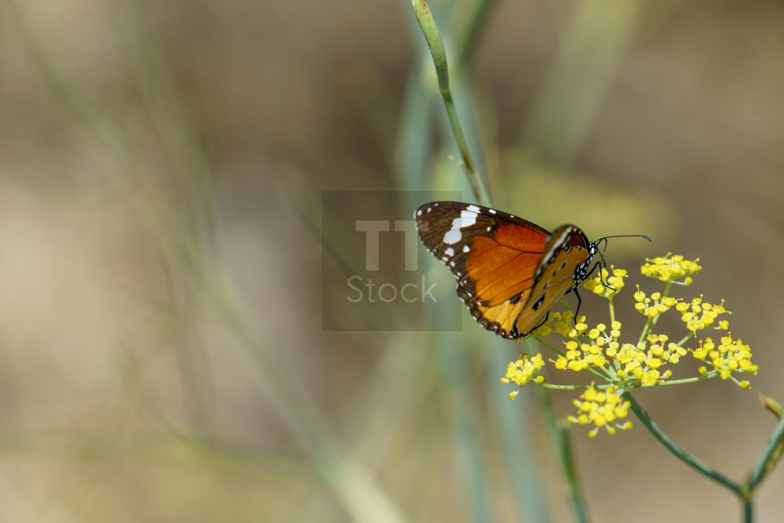 "Red Admiral butterfly" stock image