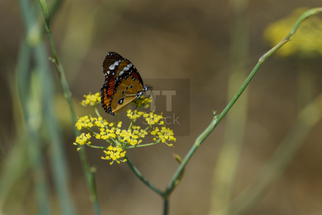 "Red Admiral butterfly collecting nectar" stock image