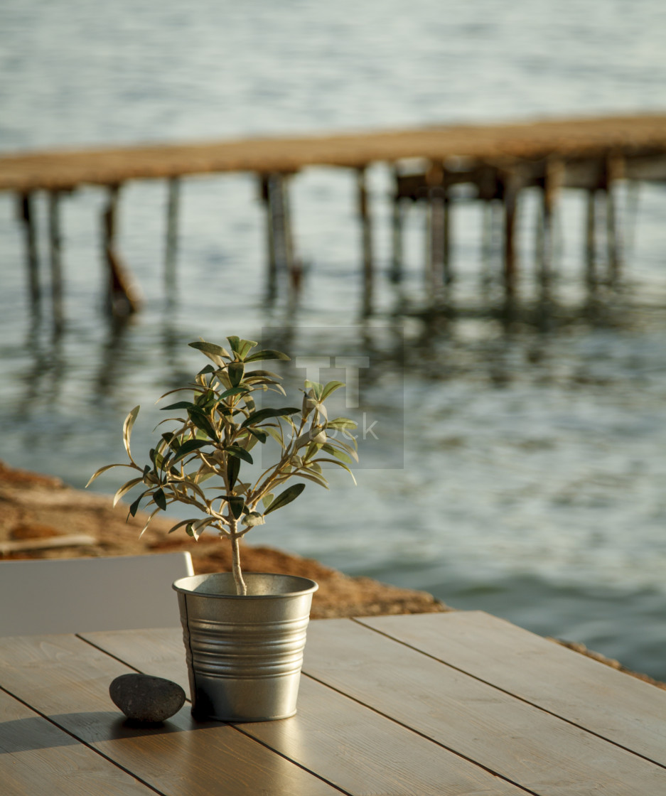 "Olive tree on table 1" stock image