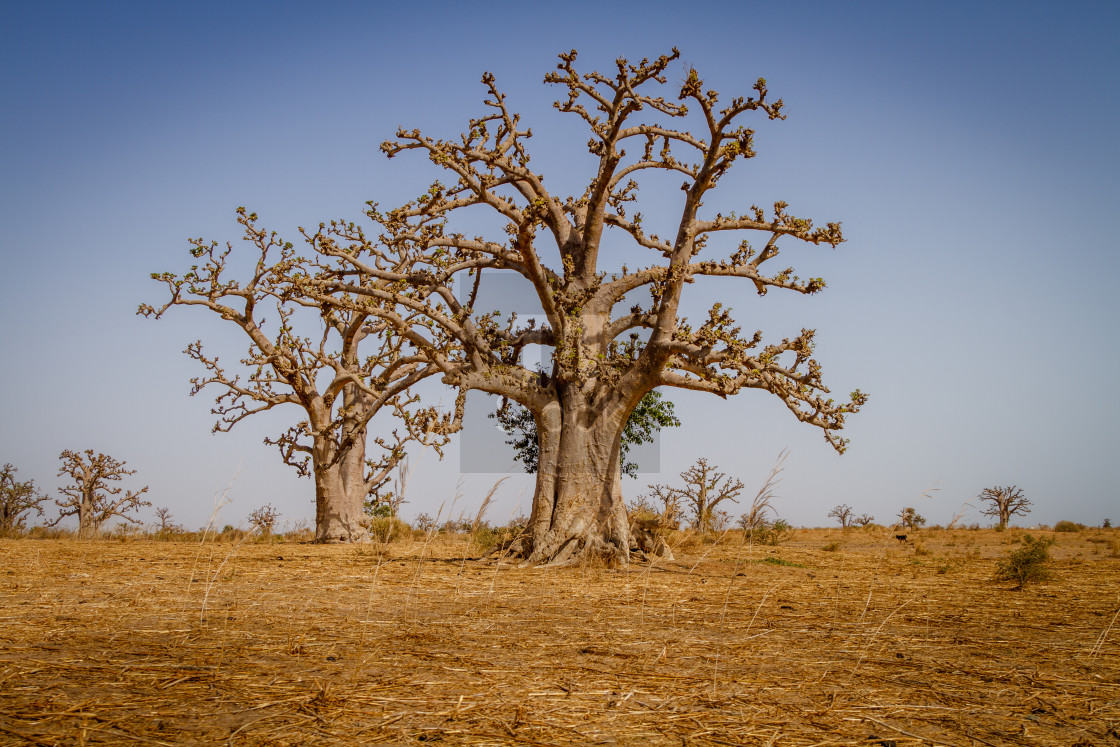 "Massive baobab trees" stock image