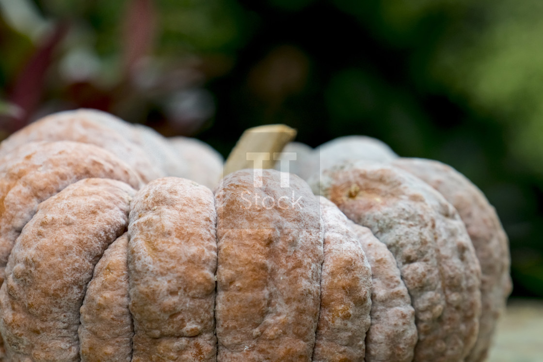 "One large pumpkin" stock image