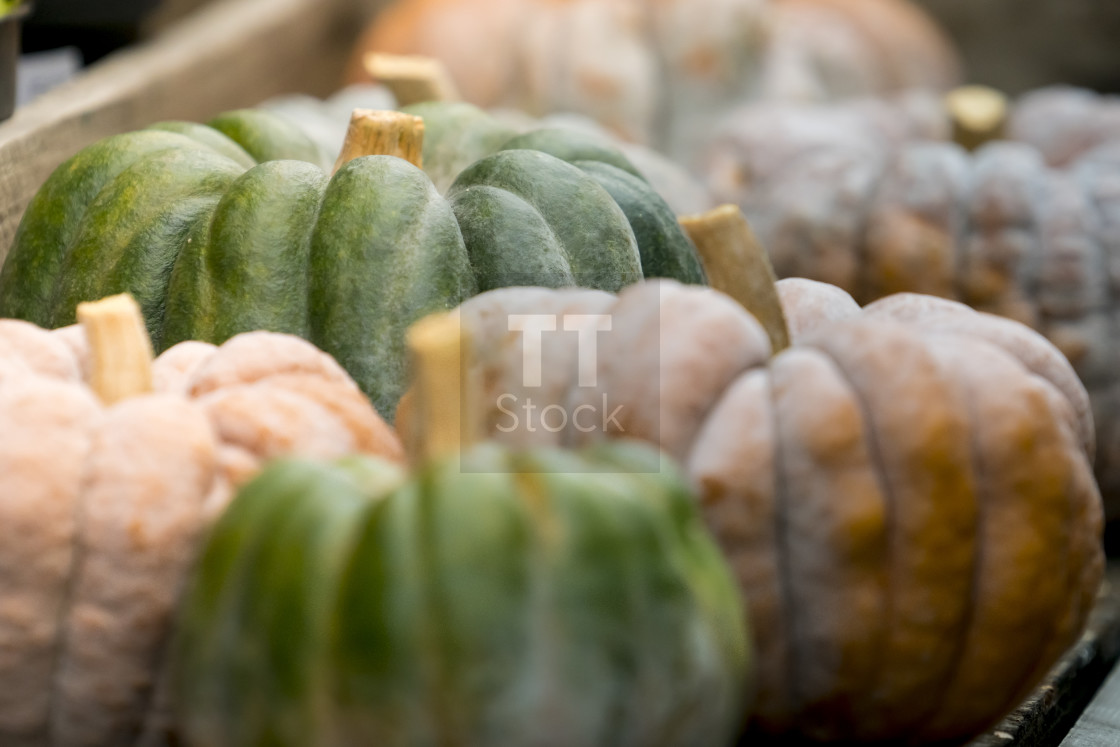 "Pumpkin on display 2" stock image