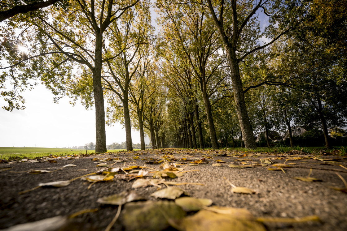 "Leaves on the ground" stock image