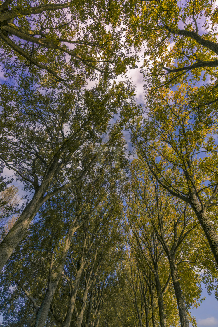 "Trees in the sky" stock image