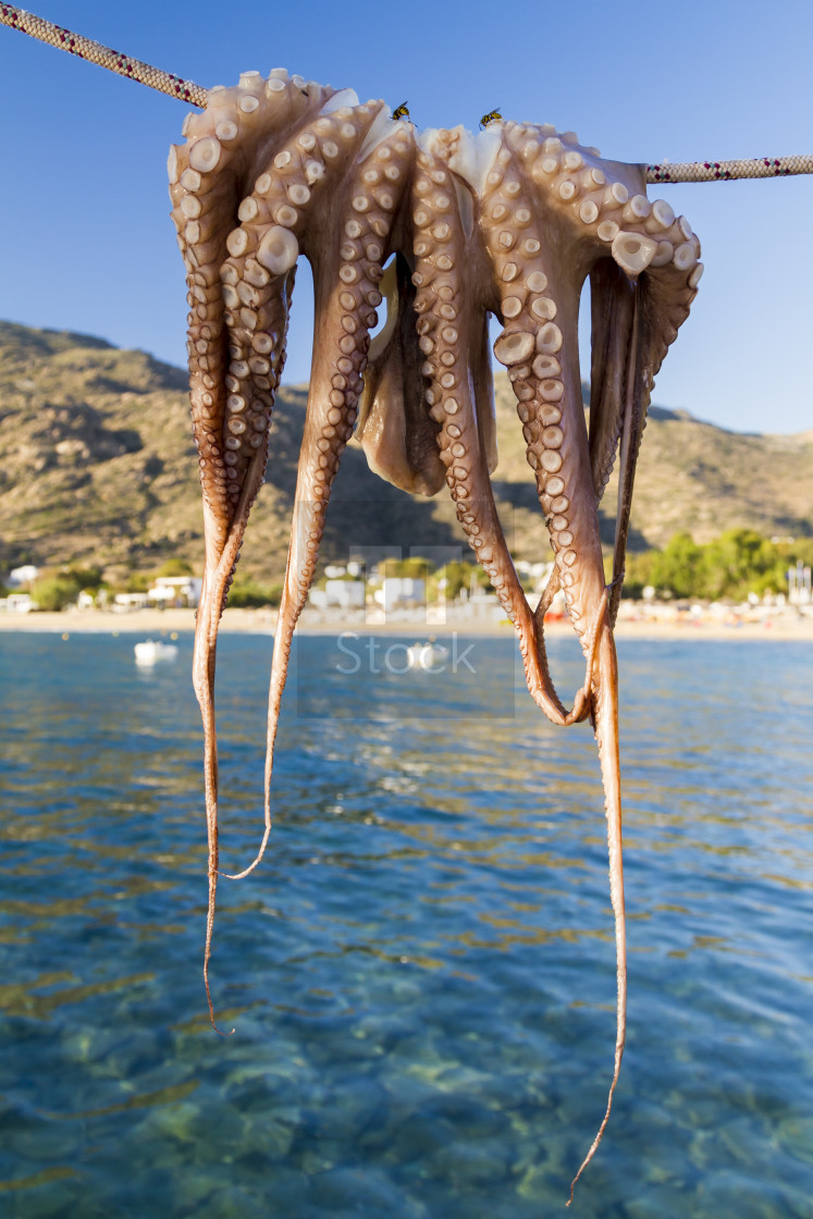 "Octopus drying in the sun" stock image