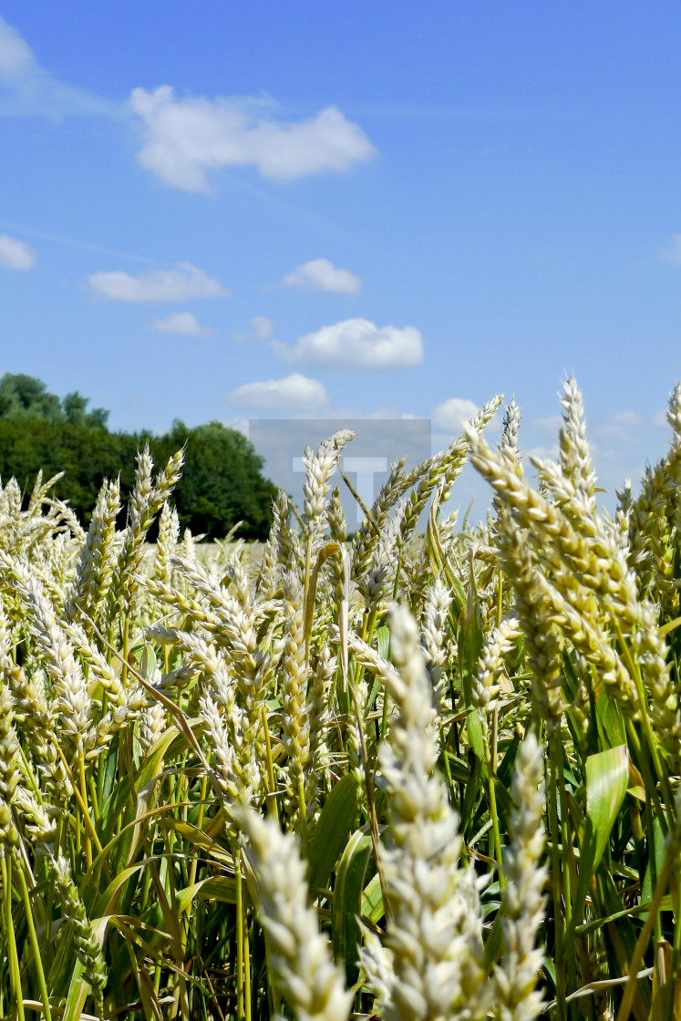 "Summer country scene" stock image