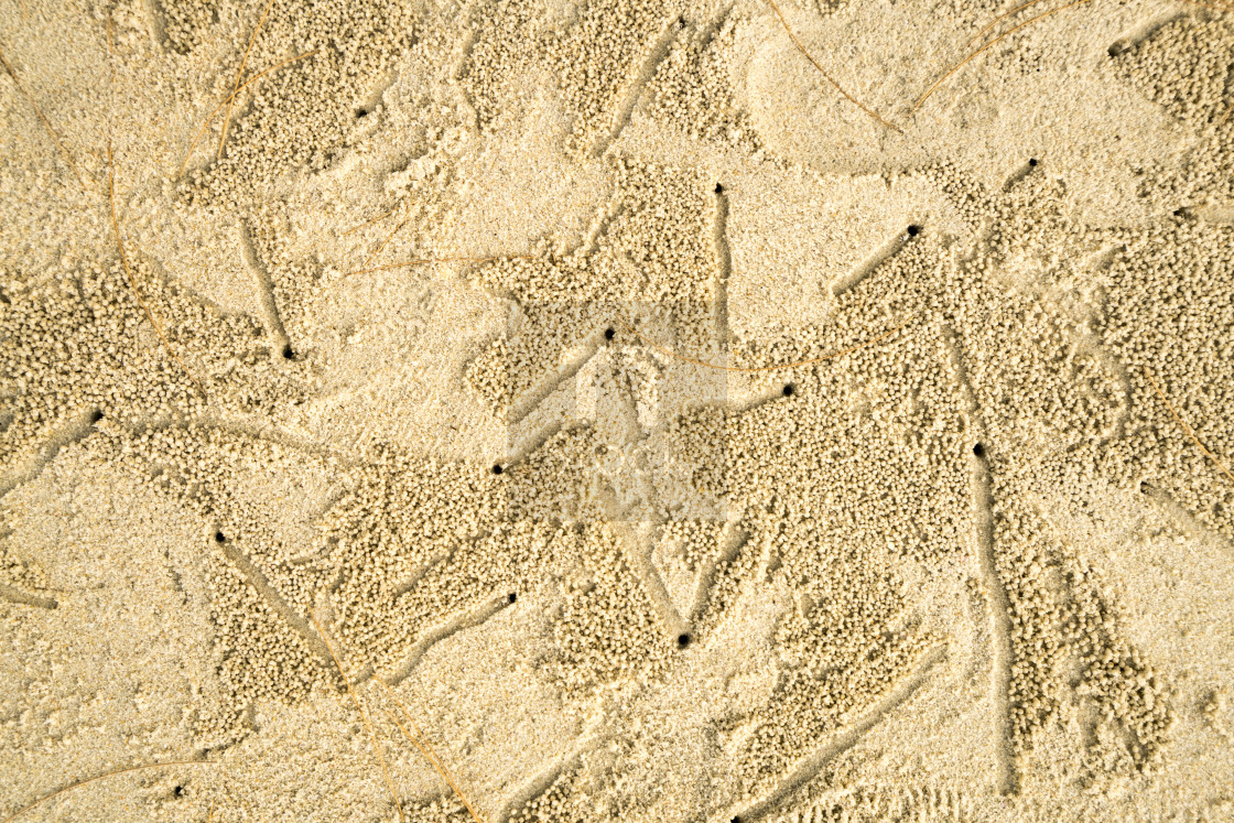 "Crab hole background 3" stock image