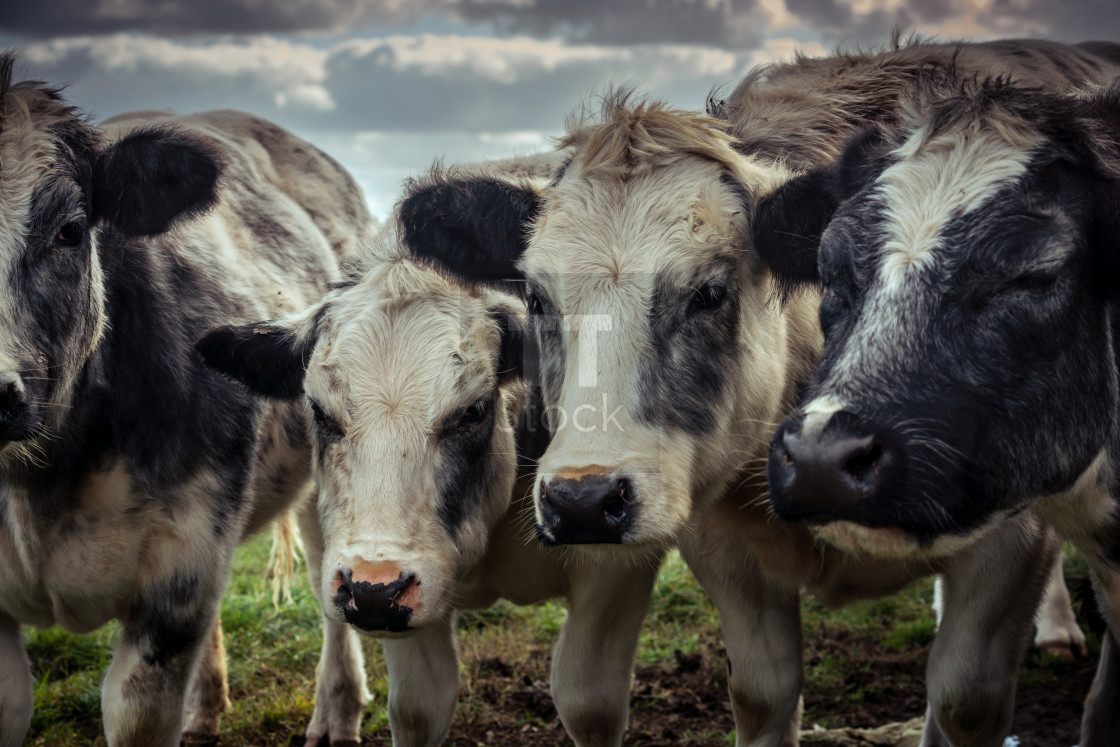 "Three cows in a row" stock image