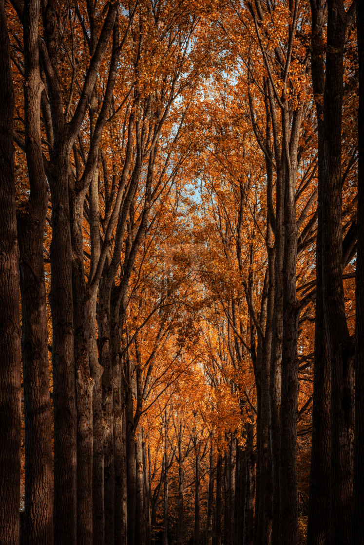 "Sun shining through the trees" stock image