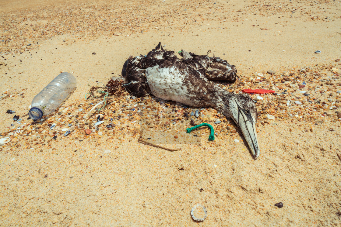 "Dead seagull on beach 4" stock image