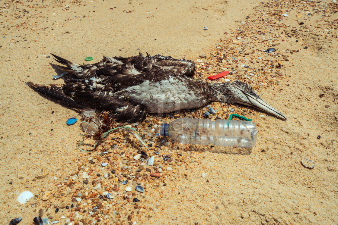 "Dead seagull on beach 2" stock image