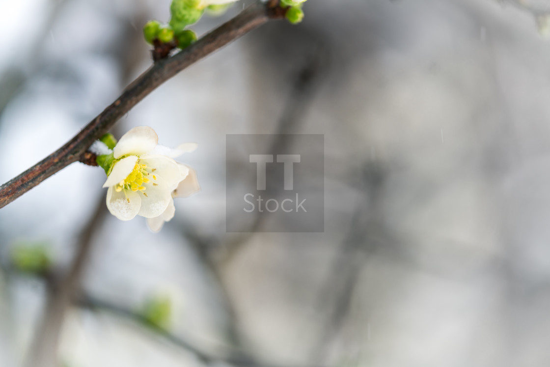 "Blossom in falling snow" stock image