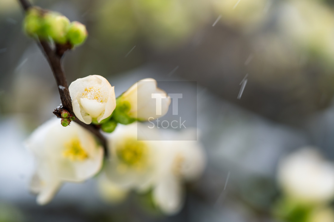 "Blossom in falling snow" stock image