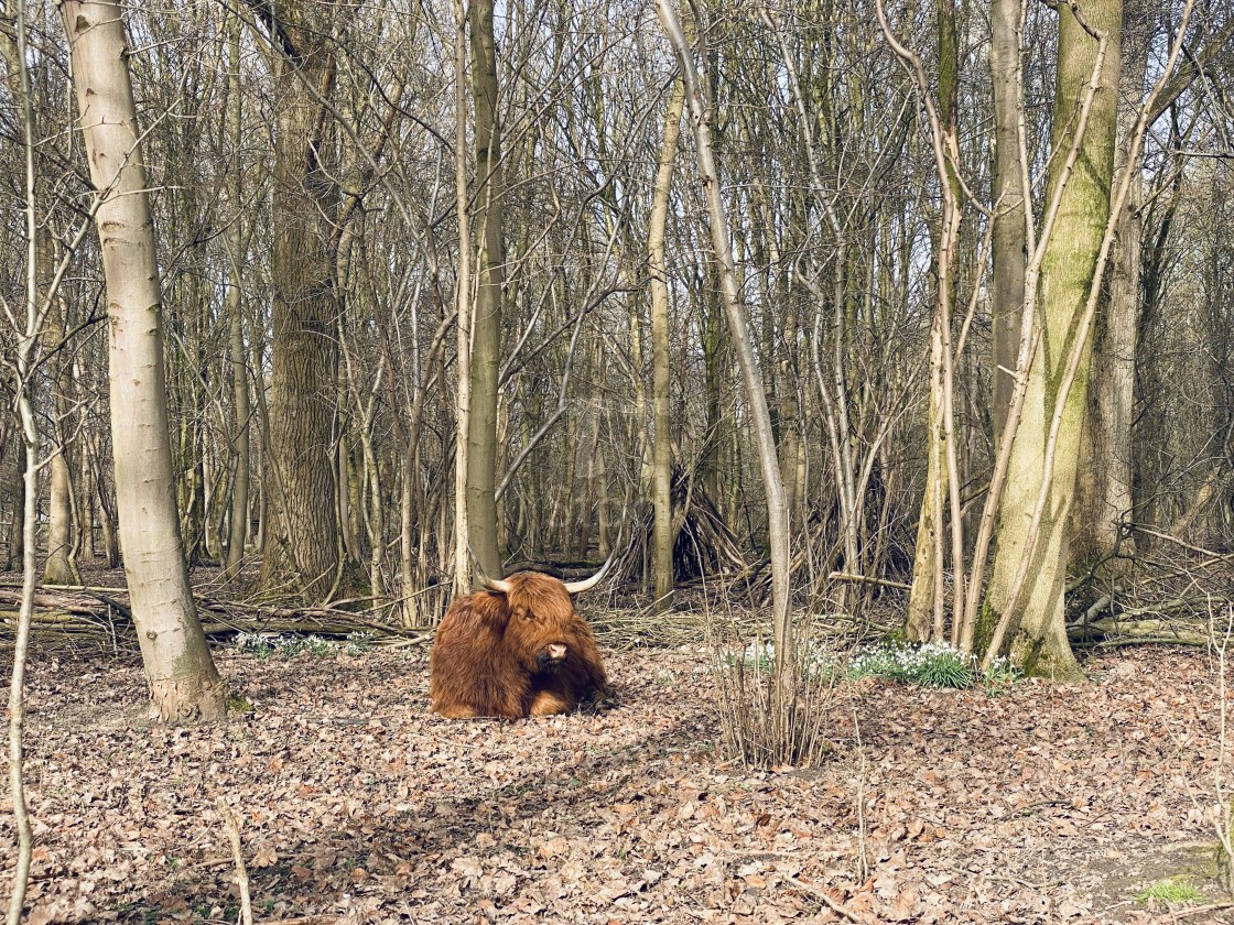 "Scottish Highlander resting under the trees 4" stock image