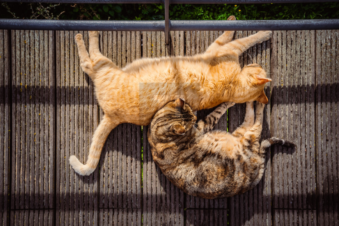 "Cats sleeping on a wooden walkway" stock image