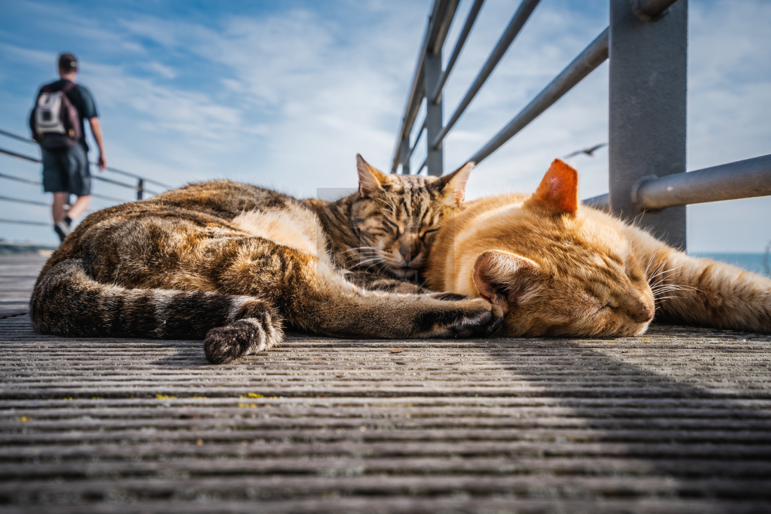 "Cats living on the street" stock image