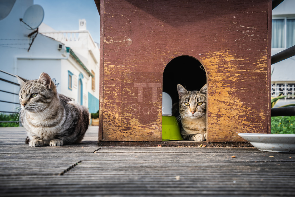 "Cats living at home" stock image