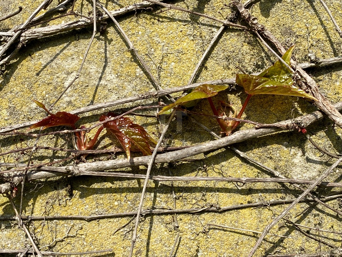 "Spring ivy growing and climbing up an old decorated concrete wall. New life awakening in springtime." stock image