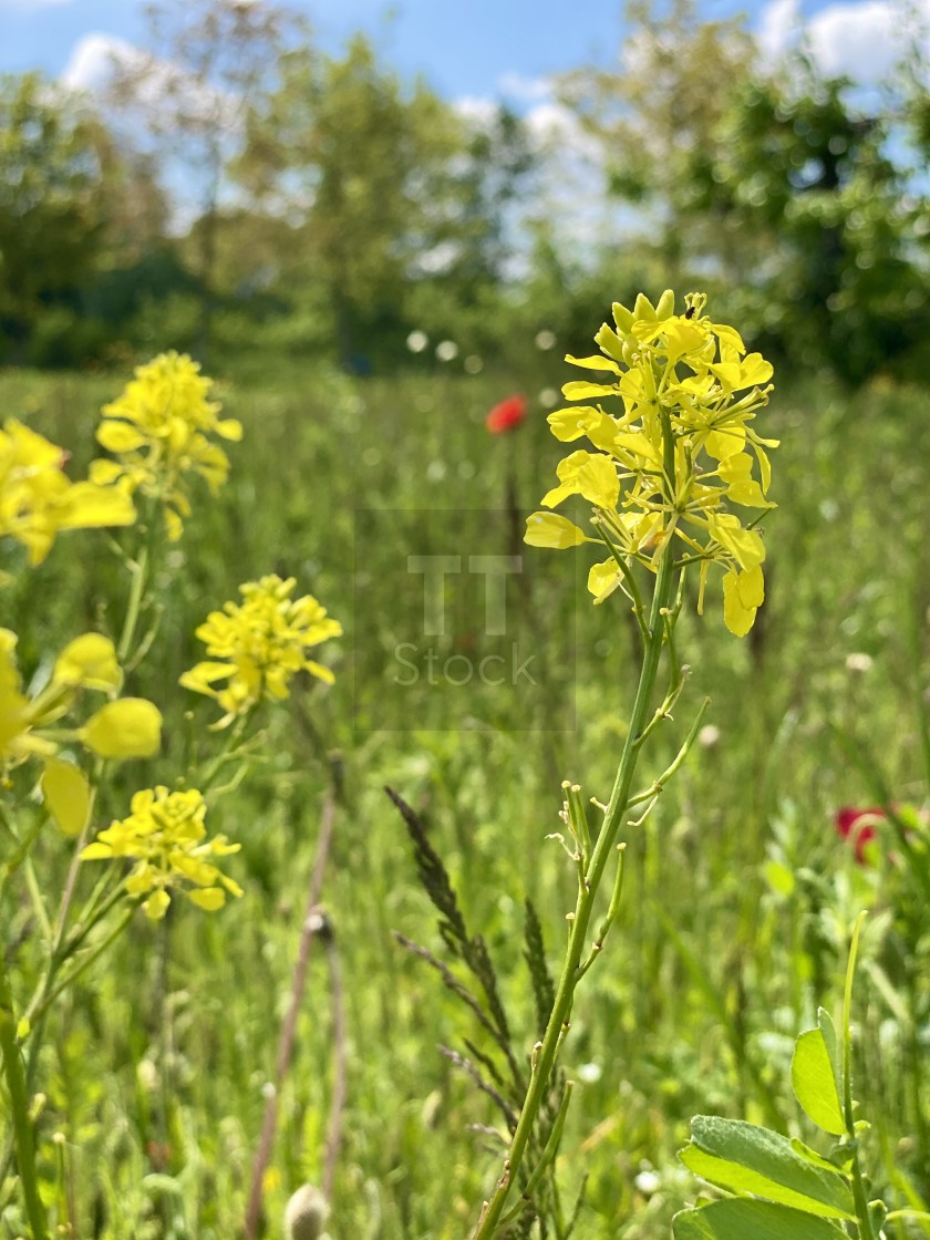 "Delicate wild yellow flowers in the spring green grass meadow swaying in the wind on a sunny day." stock image