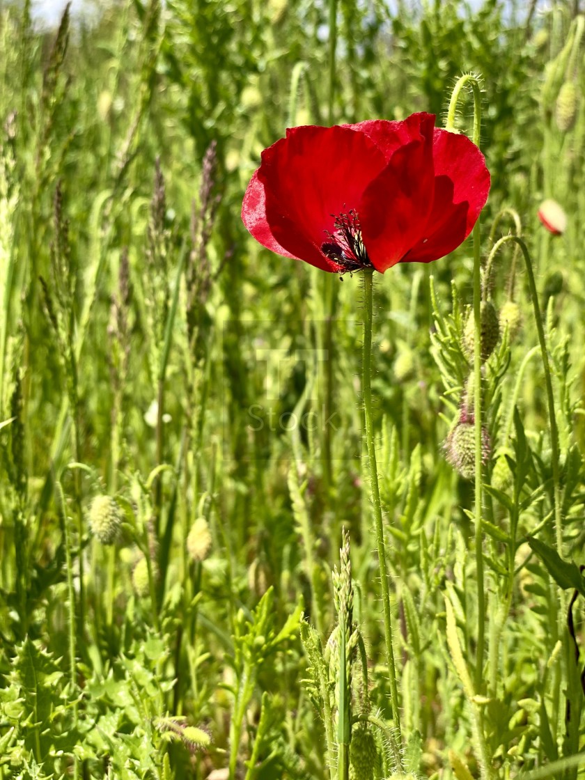 "Wild flowers in the spring green grass. A single red poppy swaying in the wind on a sunny day." stock image