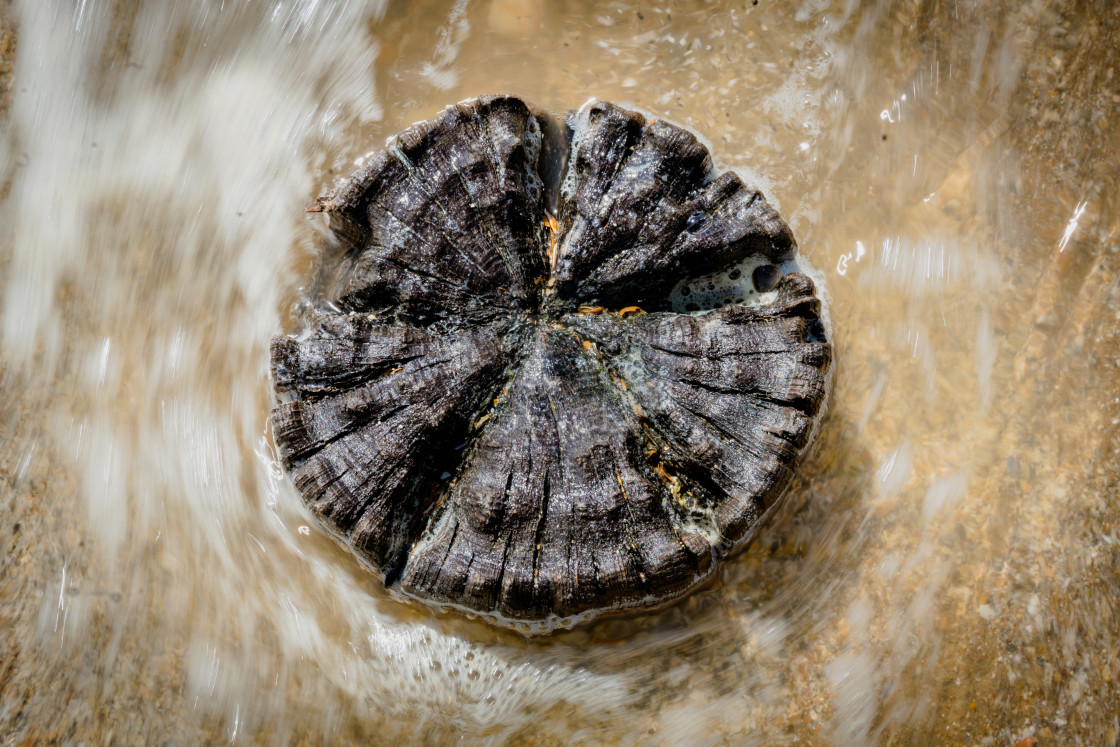 "Rotting breakwater post." stock image