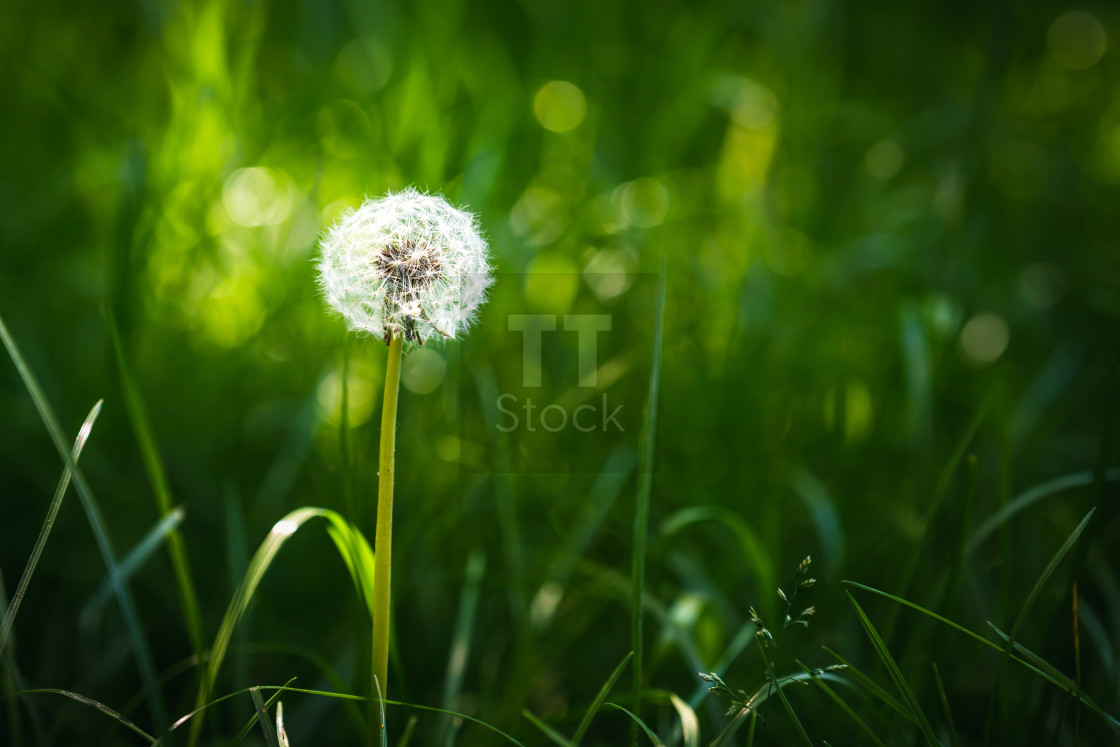 "Empty Spaces - Bright Sunlit Round Common Dandelion" stock image