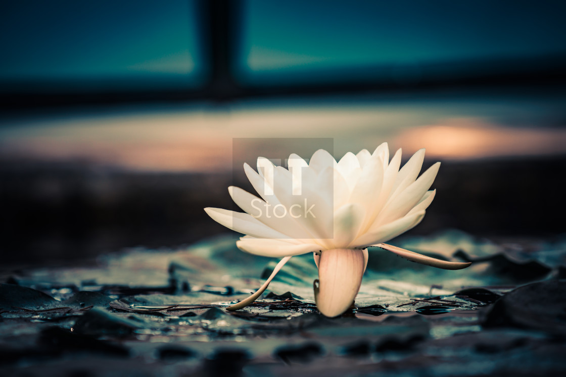 "Empty Spaces - Urban White Water Lily" stock image