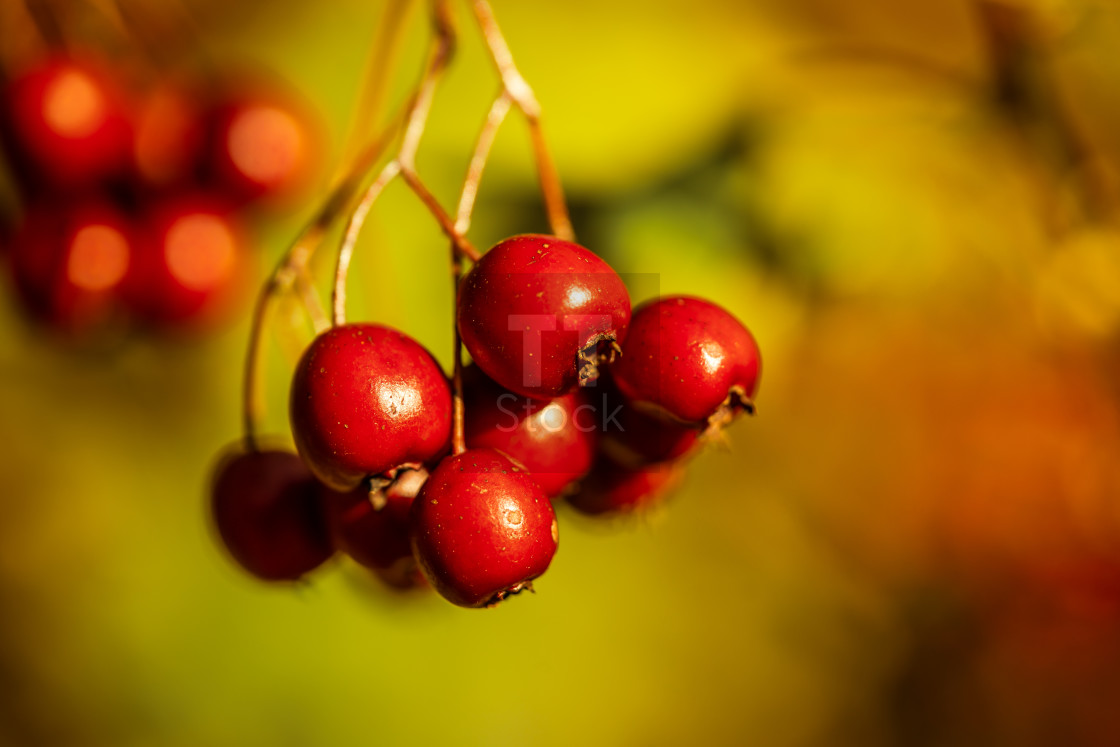 "Autumn forest colours - Red Berries In The Sun" stock image