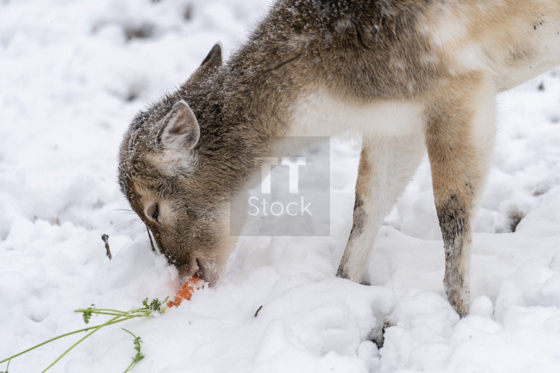 "Young fallow doe deer feeding off carrot during a snow storm" stock image