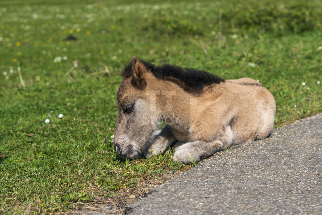 "Cute and sleepy pony looking tired" stock image