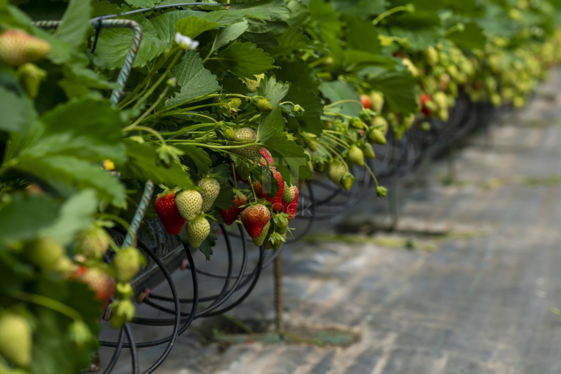 "Ripe strawberries and watering system in a row." stock image