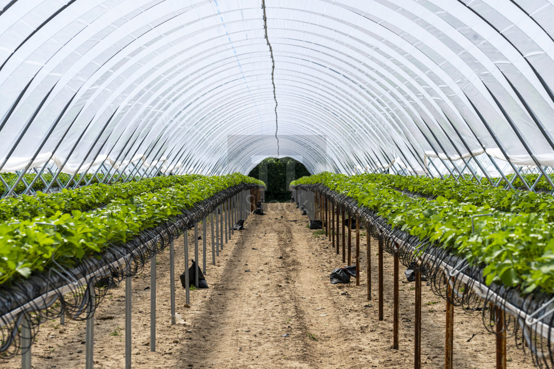 "Strawberry plants in a greenhouse with an irrigation system." stock image