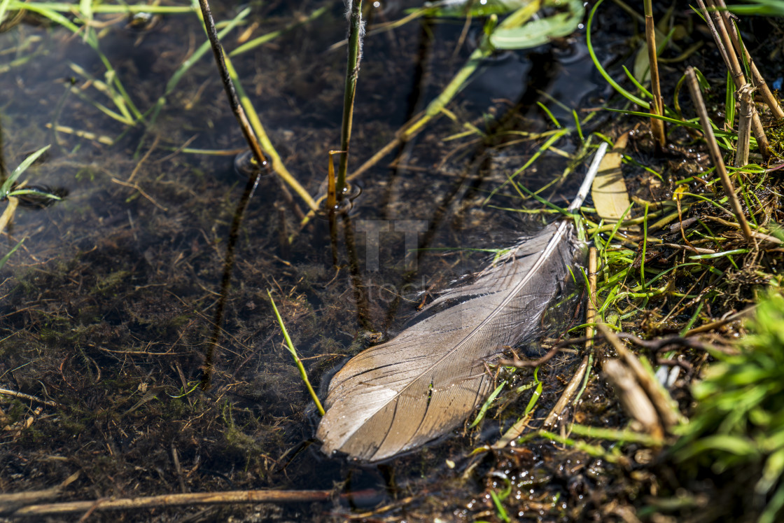 "Birds feather in water" stock image