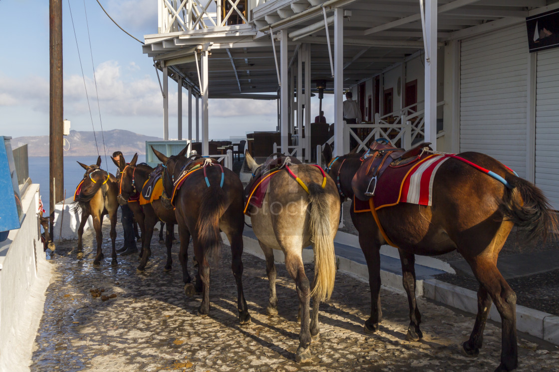 "Mule taxis for tourists on Santorini" stock image