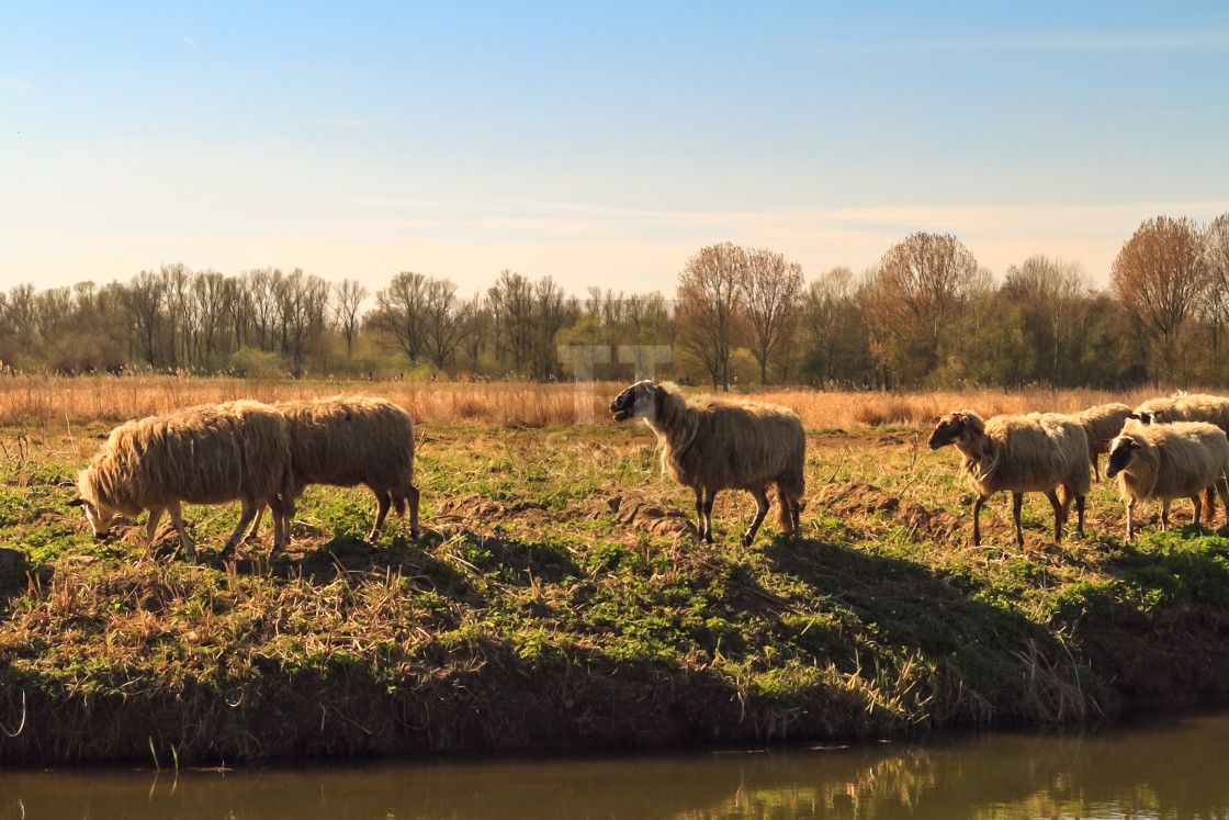 "Autumn sun sets in the tranquil Biesbosch" stock image