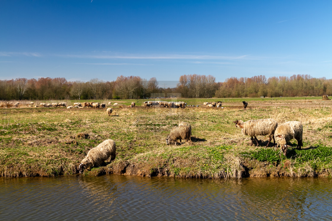 "Afternoon by the waterside in the Biesbosch" stock image