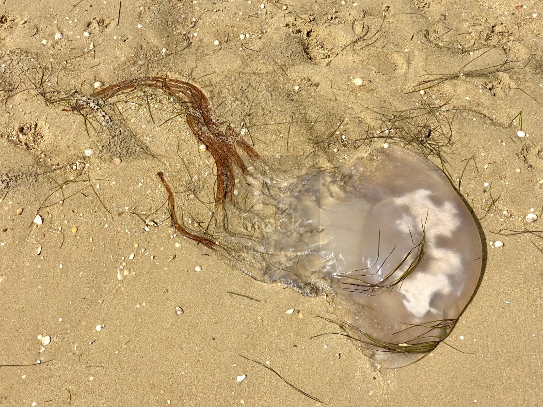 "Translucent Beauty: Stranded Jellyfish on a Portuguese Shore" stock image