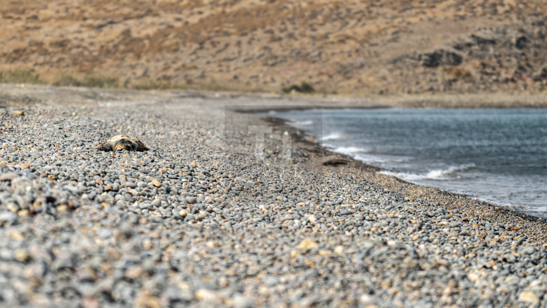 "A Stranded sea turtle" stock image