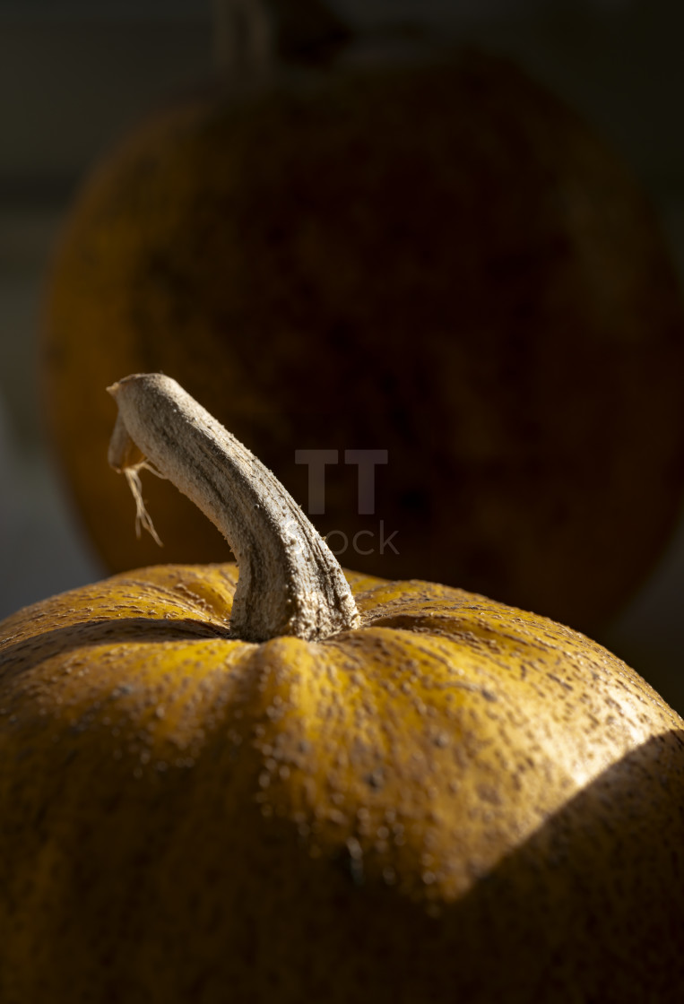 "Close-up of a vibrant orange yellow pumpkin in natural light" stock image