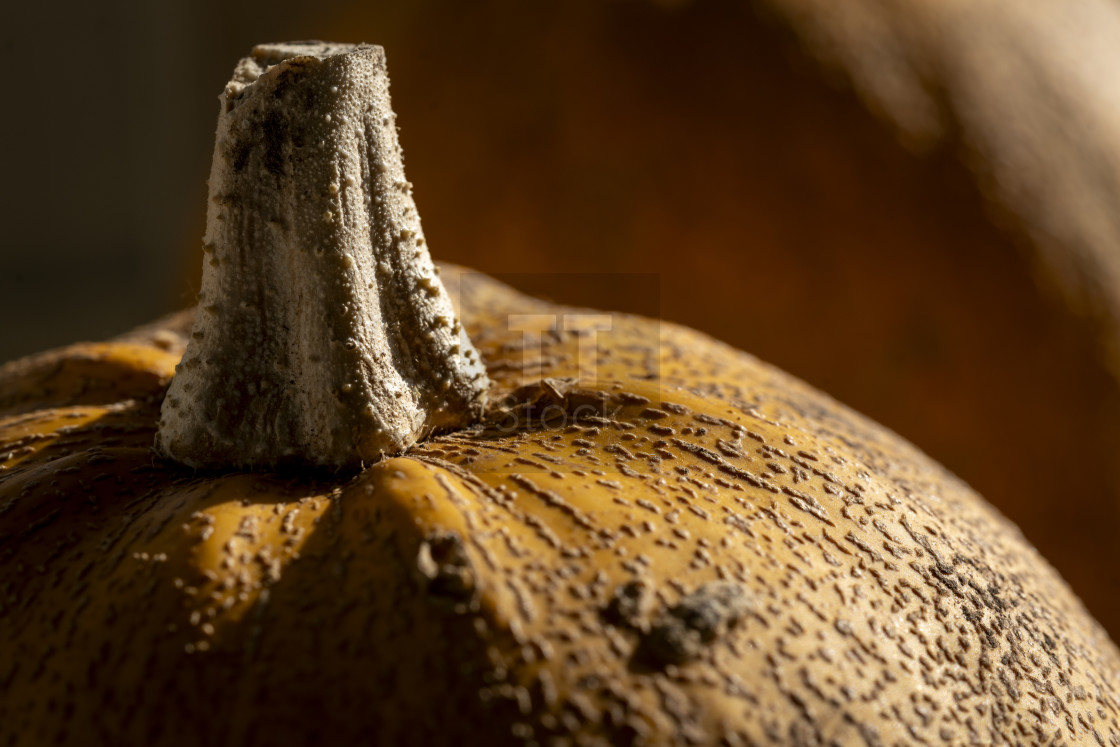 "Close-up of a single vibrant pumpkin in natural light" stock image