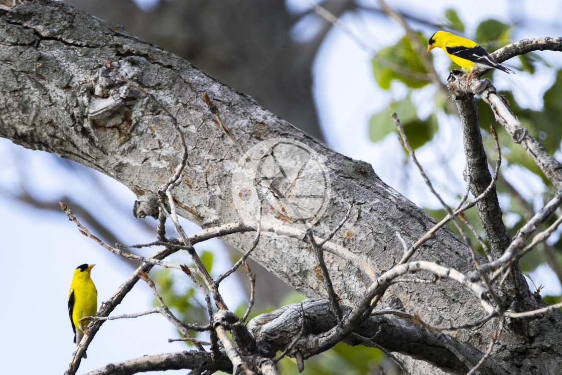 "Goldfinches at Big Creek" by Zaakary Barnes - $9.14 "Goldfinches at Big Creek" stock image