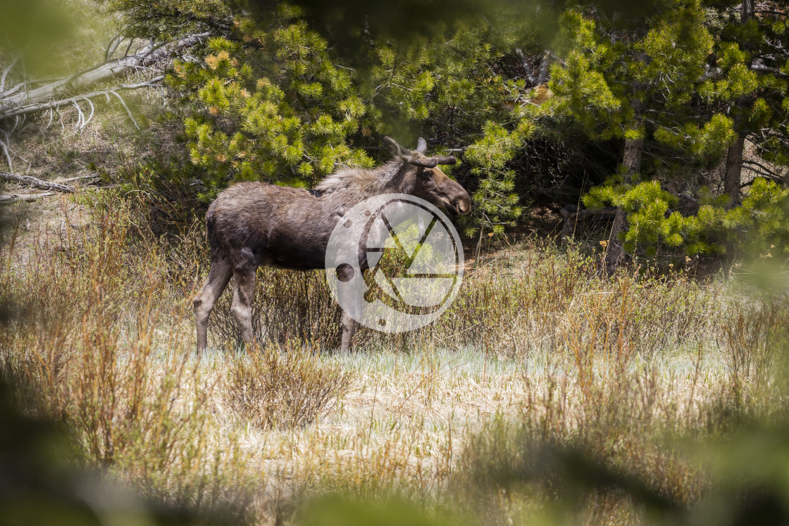 "Young Bull Moose" by Zaakary Barnes - $9.14 "Young Bull Moose" stock image