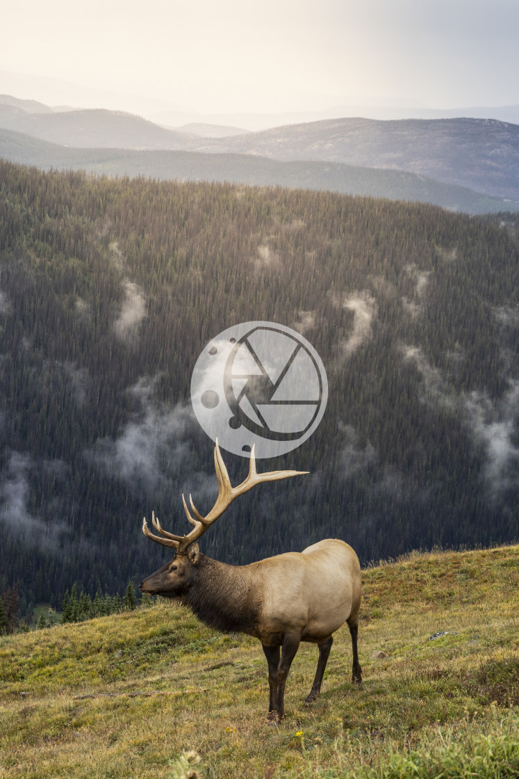 "Elk at Medicine Bow Curve" by Zaakary Barnes - $9.14 "Elk at Medicine Bow Curve" stock image